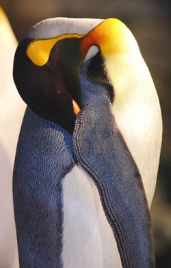 king_penguin_sleeping.jpg