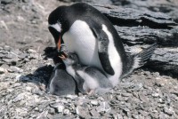 gentoo_penguin1.jpg