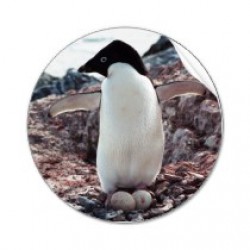 adelie_penguin_nest_sticker-p217590033854141964tdcj_210.jpg