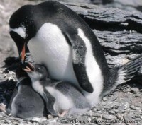 gentoo_penguin.jpg