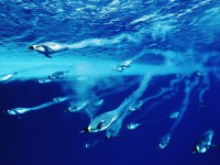 animals_under_water_penguins_under_water_019037_.jpg